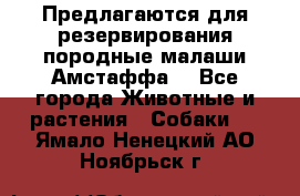 Предлагаются для резервирования породные малаши Амстаффа  - Все города Животные и растения » Собаки   . Ямало-Ненецкий АО,Ноябрьск г.